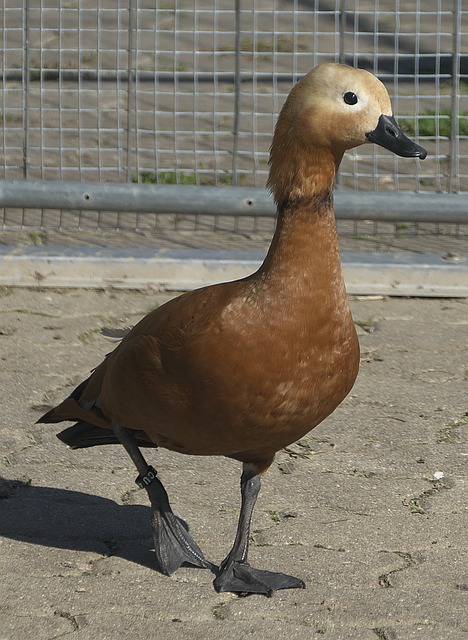 还通过与企