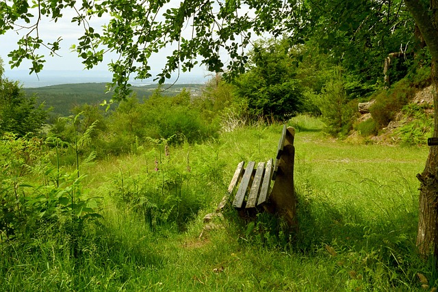 国王队的进 国王队的进